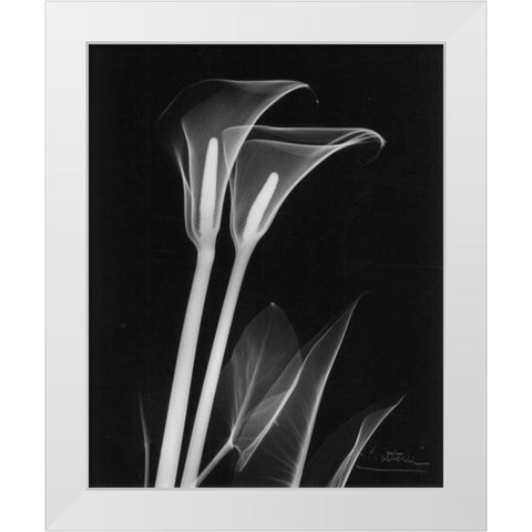 Calla Lily Close Up on Black White Modern Wood Framed Art Print by Koetsier, Albert