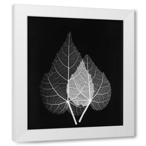 Sage Pair Close Up on Black White Modern Wood Framed Art Print by Koetsier, Albert