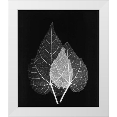 Sage Pair Close Up on Black White Modern Wood Framed Art Print by Koetsier, Albert