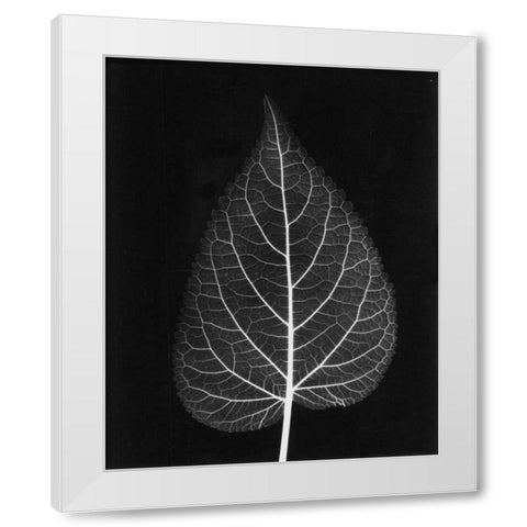 Sage Close Up on Black White Modern Wood Framed Art Print by Koetsier, Albert