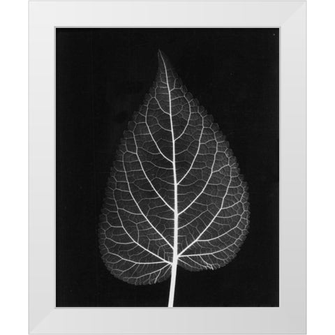 Sage Close Up on Black White Modern Wood Framed Art Print by Koetsier, Albert