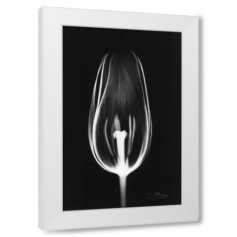 Tulip Close Up on Black White Modern Wood Framed Art Print by Koetsier, Albert