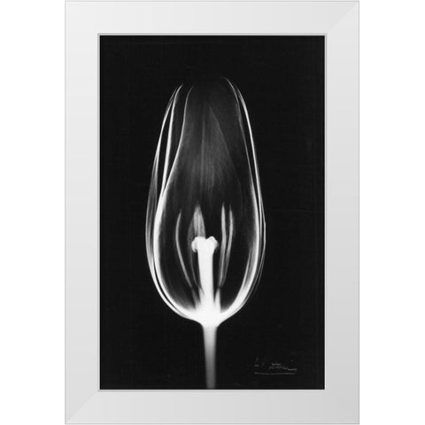 Tulip Close Up on Black White Modern Wood Framed Art Print by Koetsier, Albert