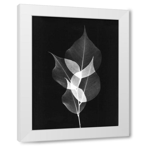 Triple Leaf Close Up on Black White Modern Wood Framed Art Print by Koetsier, Albert