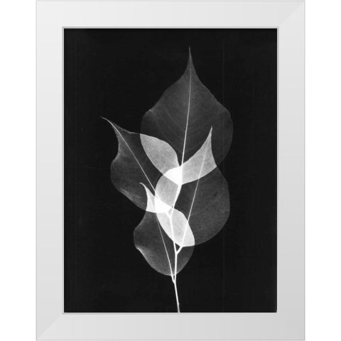 Triple Leaf Close Up on Black White Modern Wood Framed Art Print by Koetsier, Albert