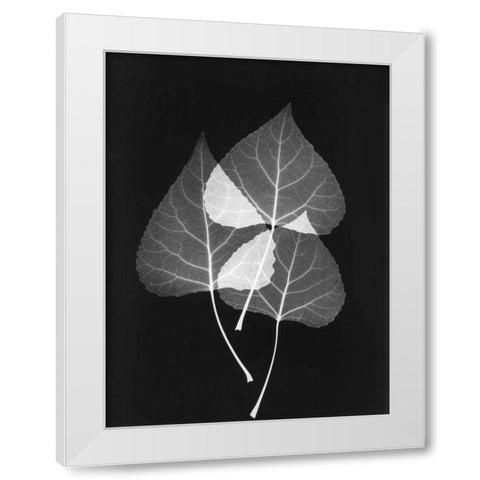 Triple Leaf Close Up on Black 2 White Modern Wood Framed Art Print by Koetsier, Albert