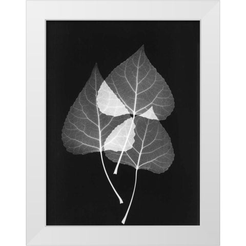 Triple Leaf Close Up on Black 2 White Modern Wood Framed Art Print by Koetsier, Albert