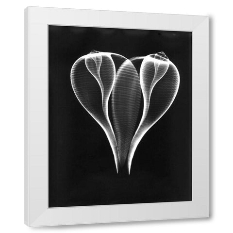 Shell Close Up on Black White Modern Wood Framed Art Print by Koetsier, Albert