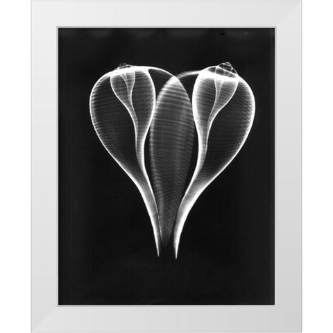 Shell Close Up on Black White Modern Wood Framed Art Print by Koetsier, Albert