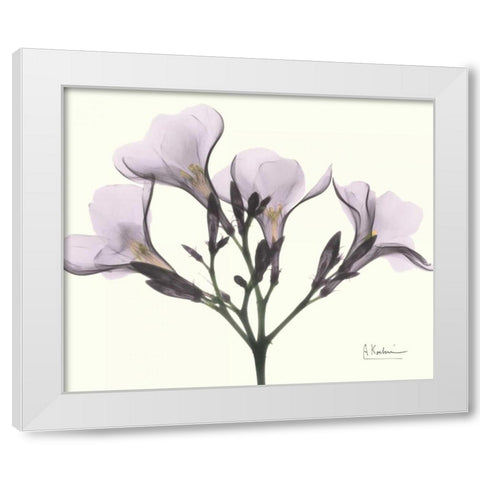 Oleander in Purple White Modern Wood Framed Art Print by Koetsier, Albert