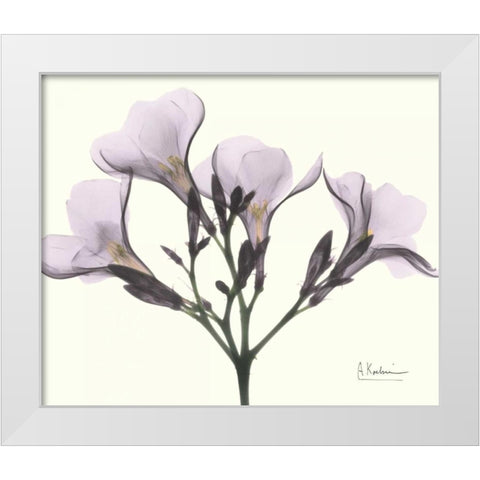 Oleander in Purple White Modern Wood Framed Art Print by Koetsier, Albert