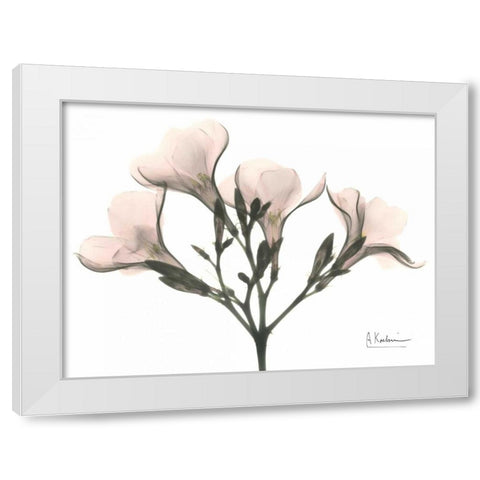 Oleander in Pink White Modern Wood Framed Art Print by Koetsier, Albert