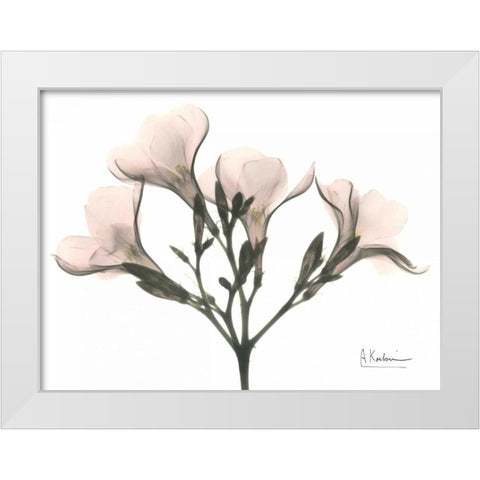 Oleander in Pink White Modern Wood Framed Art Print by Koetsier, Albert