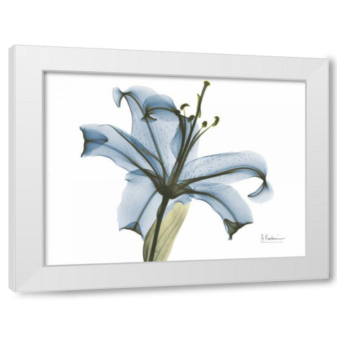 Lily in Pink on Blue White Modern Wood Framed Art Print by Koetsier, Albert