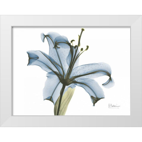 Lily in Pink on Blue White Modern Wood Framed Art Print by Koetsier, Albert