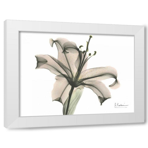 Lily in Pink White Modern Wood Framed Art Print by Koetsier, Albert