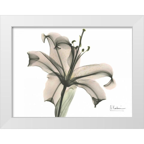 Lily in Pink White Modern Wood Framed Art Print by Koetsier, Albert