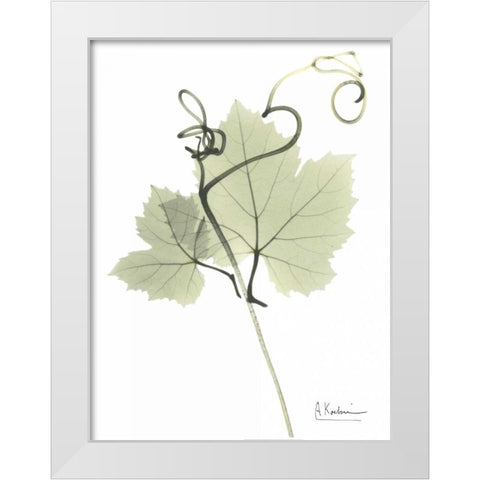 Grape Vine in Pale Green White Modern Wood Framed Art Print by Koetsier, Albert