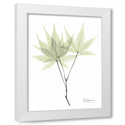Japanese Maple in Pale Green White Modern Wood Framed Art Print by Koetsier, Albert