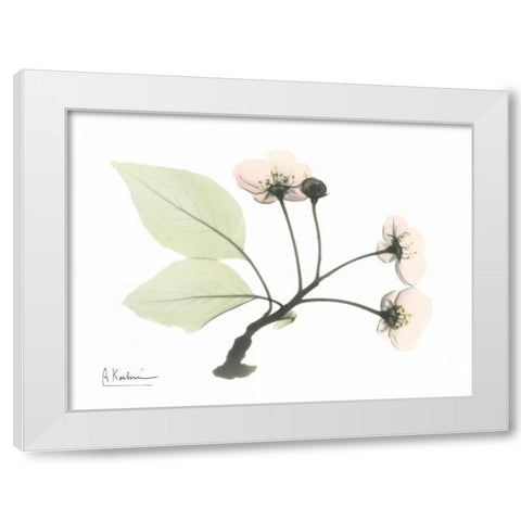 Wild Cherry White Modern Wood Framed Art Print by Koetsier, Albert