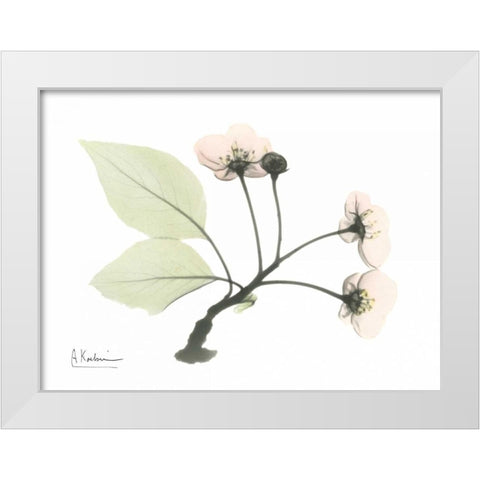 Wild Cherry White Modern Wood Framed Art Print by Koetsier, Albert