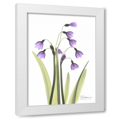 Snow Drop in Full Bloom White Modern Wood Framed Art Print by Koetsier, Albert