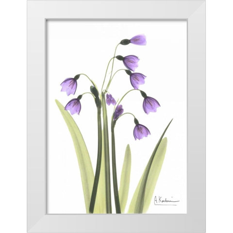 Snow Drop in Full Bloom White Modern Wood Framed Art Print by Koetsier, Albert