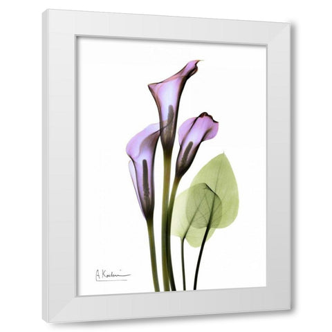 Calla Lily in Full Bloom White Modern Wood Framed Art Print by Koetsier, Albert