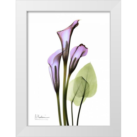 Calla Lily in Full Bloom White Modern Wood Framed Art Print by Koetsier, Albert