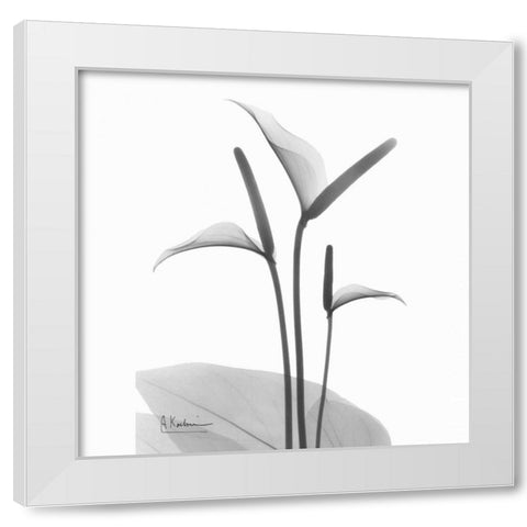 Flamingo Plant in BandW White Modern Wood Framed Art Print by Koetsier, Albert