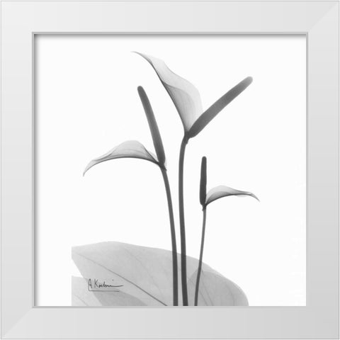 Flamingo Plant in BandW White Modern Wood Framed Art Print by Koetsier, Albert