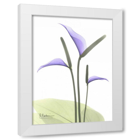 Flamingo Plant in Full Bloom White Modern Wood Framed Art Print by Koetsier, Albert