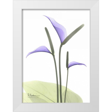 Flamingo Plant in Full Bloom White Modern Wood Framed Art Print by Koetsier, Albert