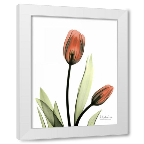 Red Tulips White Modern Wood Framed Art Print by Koetsier, Albert