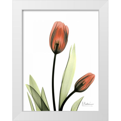 Red Tulips White Modern Wood Framed Art Print by Koetsier, Albert