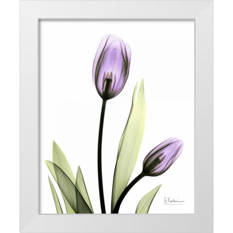 Tulip in Full Bloom White Modern Wood Framed Art Print by Koetsier, Albert