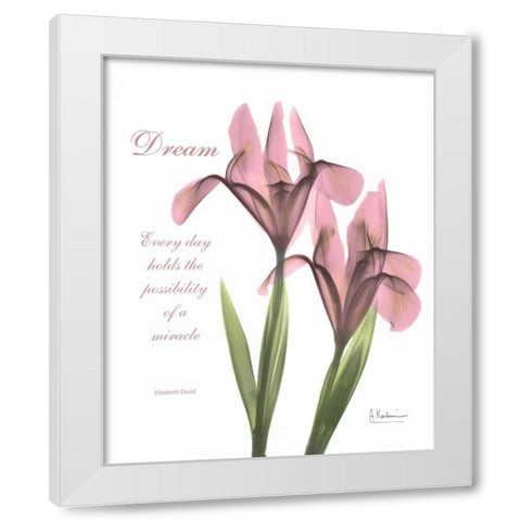 Pink Iris - Dream White Modern Wood Framed Art Print by Koetsier, Albert