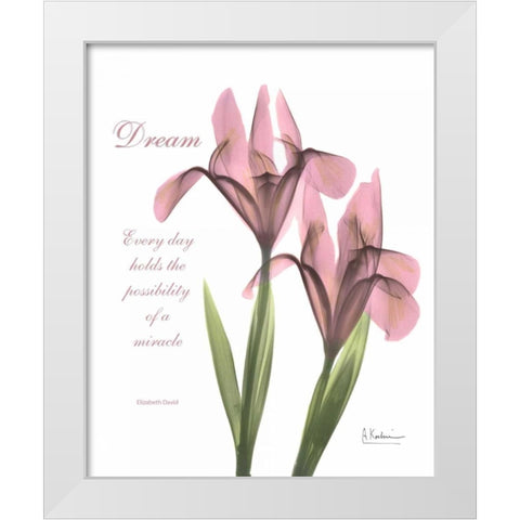 Pink Iris - Dream White Modern Wood Framed Art Print by Koetsier, Albert