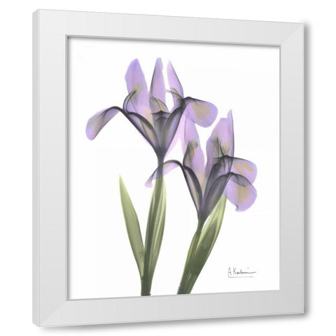 Purple Iris White Modern Wood Framed Art Print by Koetsier, Albert