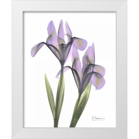 Purple Iris White Modern Wood Framed Art Print by Koetsier, Albert