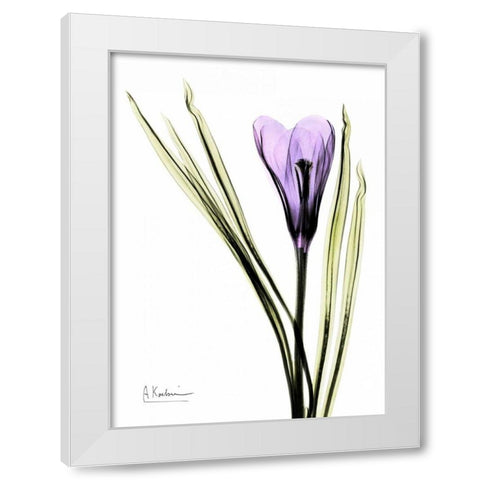 Purple Crocus White Modern Wood Framed Art Print by Koetsier, Albert