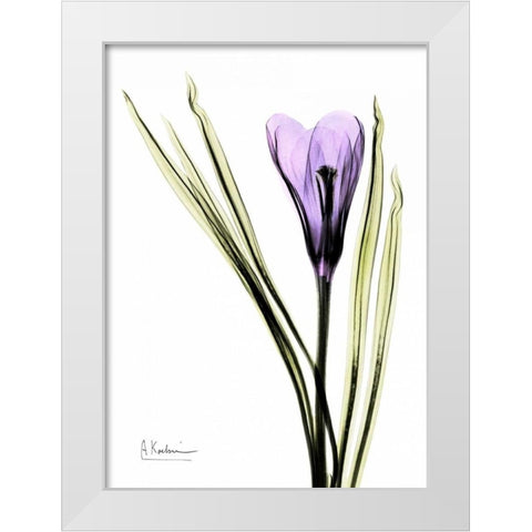 Purple Crocus White Modern Wood Framed Art Print by Koetsier, Albert