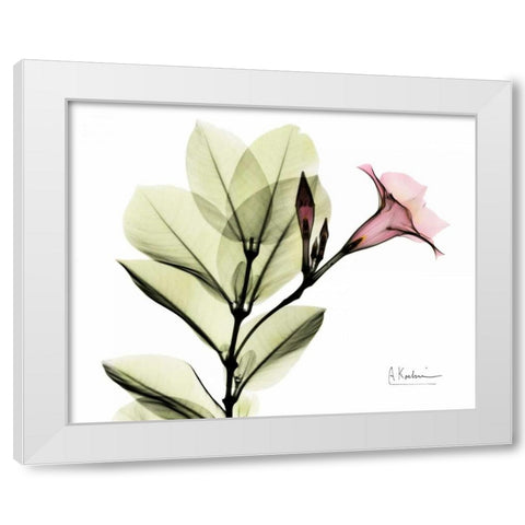 Pink Mandelila White Modern Wood Framed Art Print by Koetsier, Albert