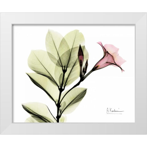 Pink Mandelila White Modern Wood Framed Art Print by Koetsier, Albert