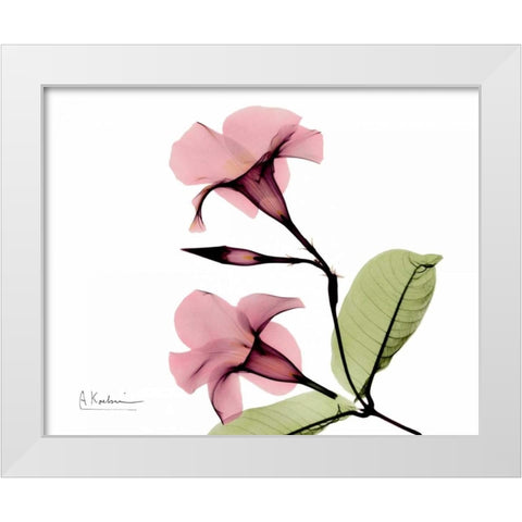 Pink Mandelila Bunch White Modern Wood Framed Art Print by Koetsier, Albert