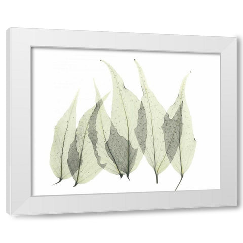 Japanese Fern in Green White Modern Wood Framed Art Print by Koetsier, Albert