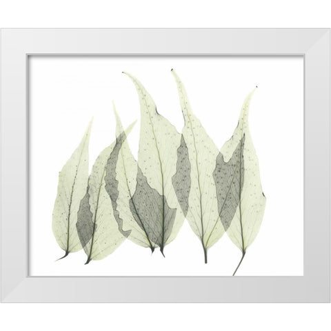 Japanese Fern in Green White Modern Wood Framed Art Print by Koetsier, Albert