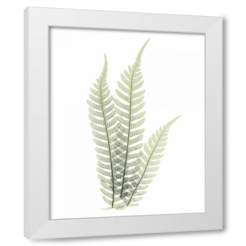 Tree Fern in Green White Modern Wood Framed Art Print by Koetsier, Albert