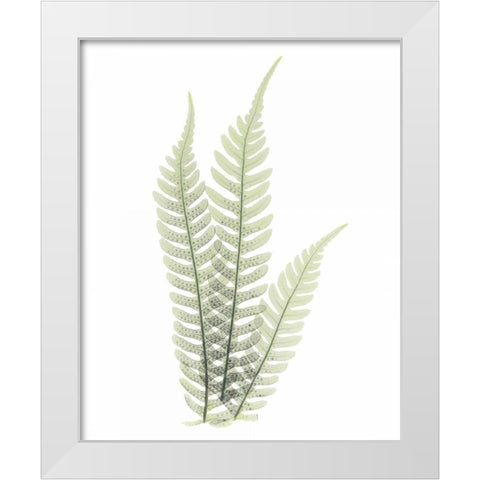 Tree Fern in Green White Modern Wood Framed Art Print by Koetsier, Albert