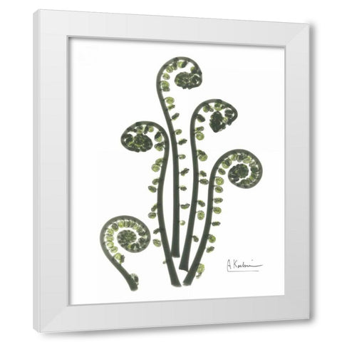 Fiddle Fern in Green White Modern Wood Framed Art Print by Koetsier, Albert